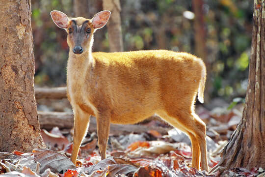 Image of Barking Deer