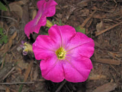 Image of petunia