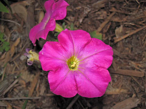 Image of petunia