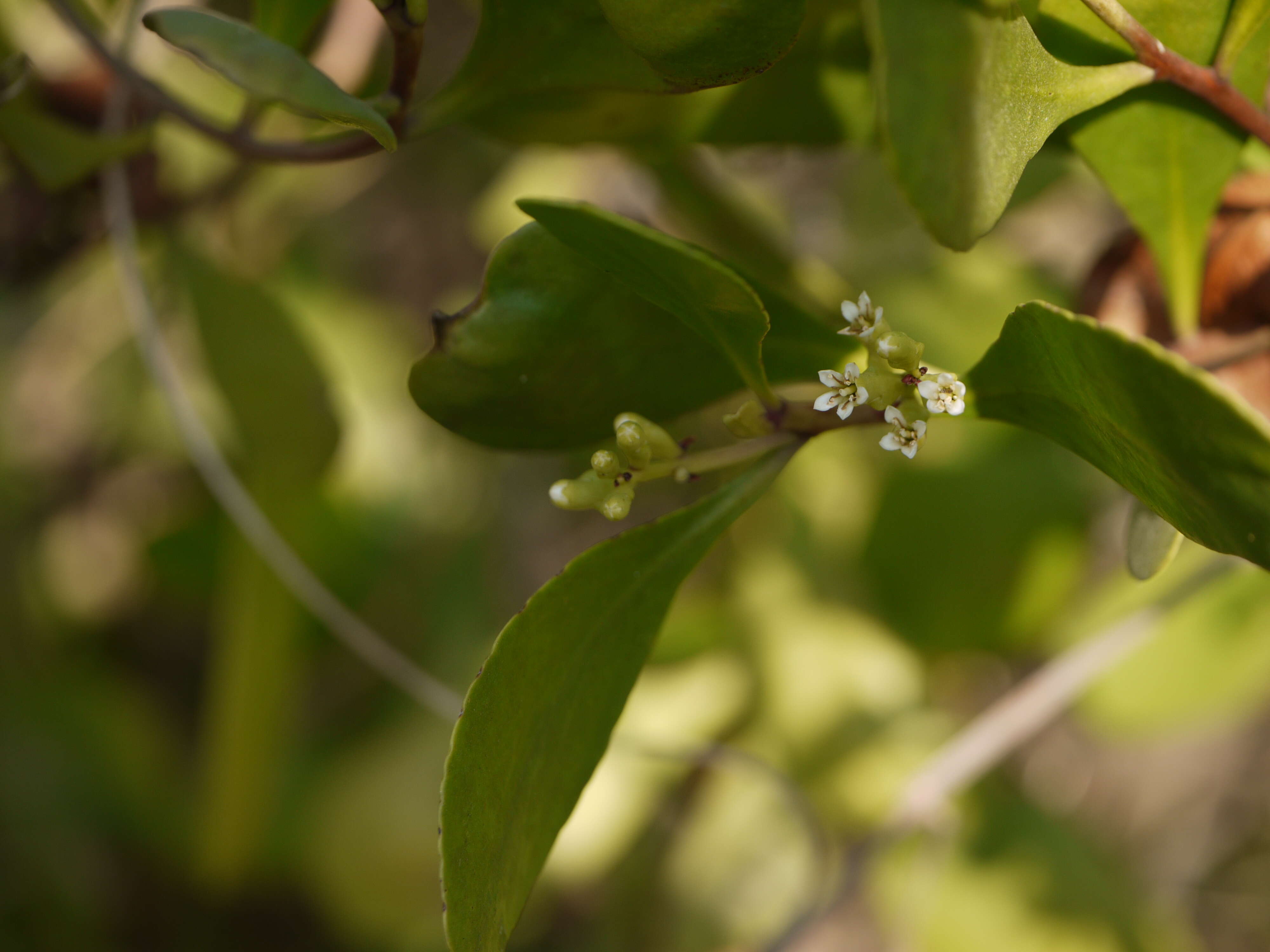 Image of Lumnitzera racemosa Willd.