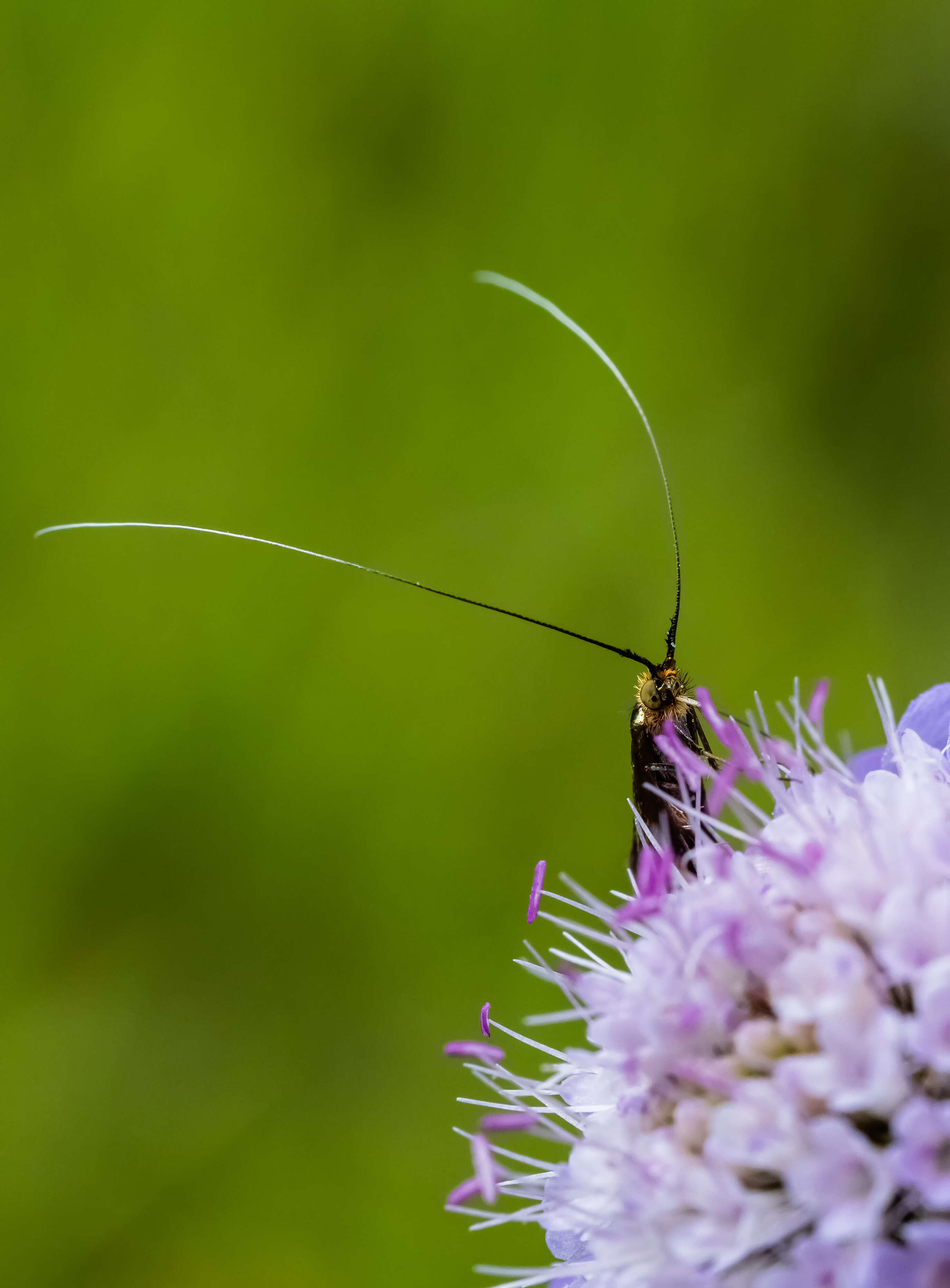 Image of Nemophora metallica