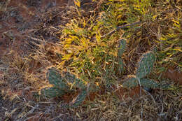 Image of Panhandle Prickly-pear