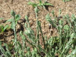 Image of field cudweed