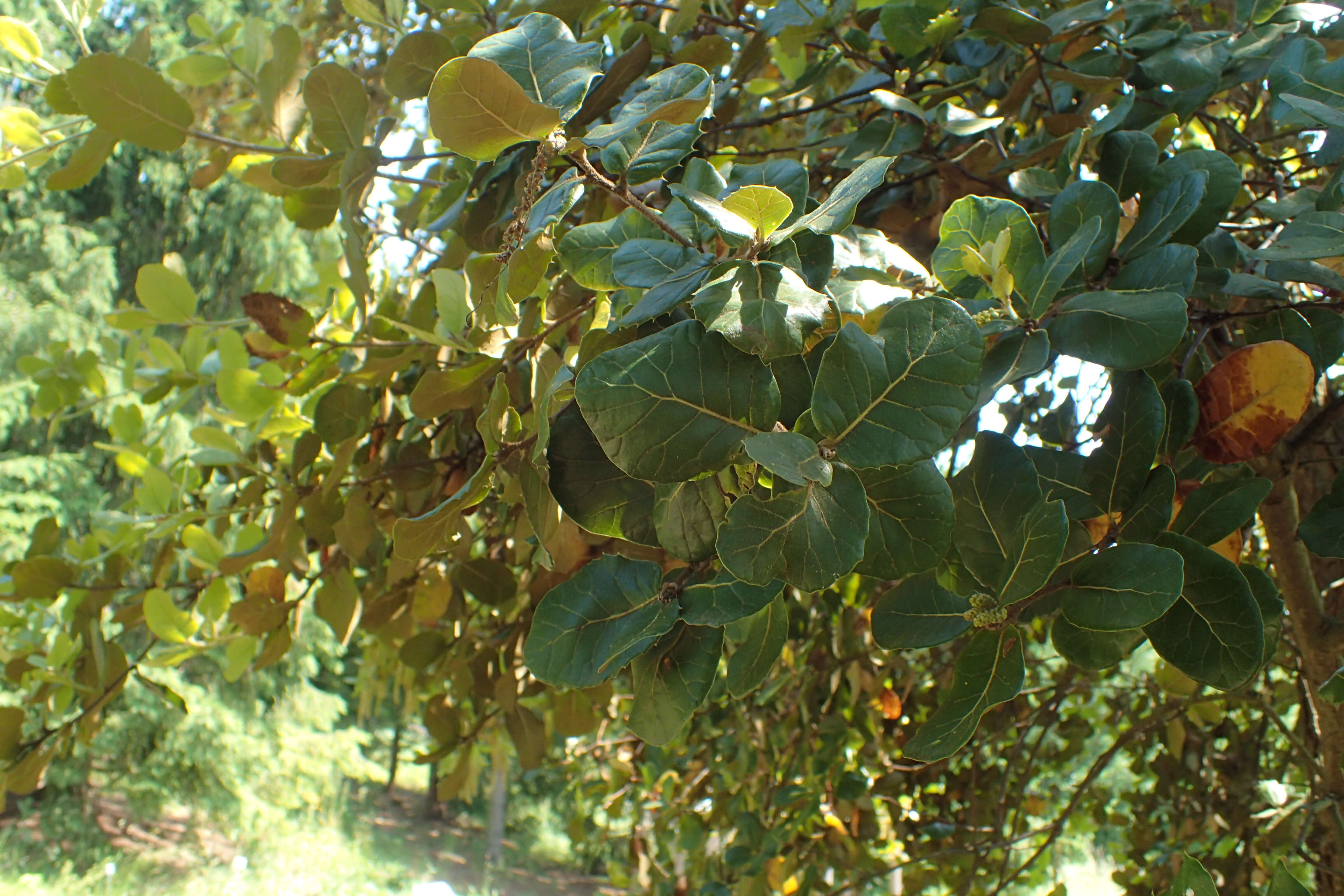 Image of Quercus aquifolioides Rehder & E. H. Wilson