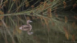 Image of Pied-billed Grebe