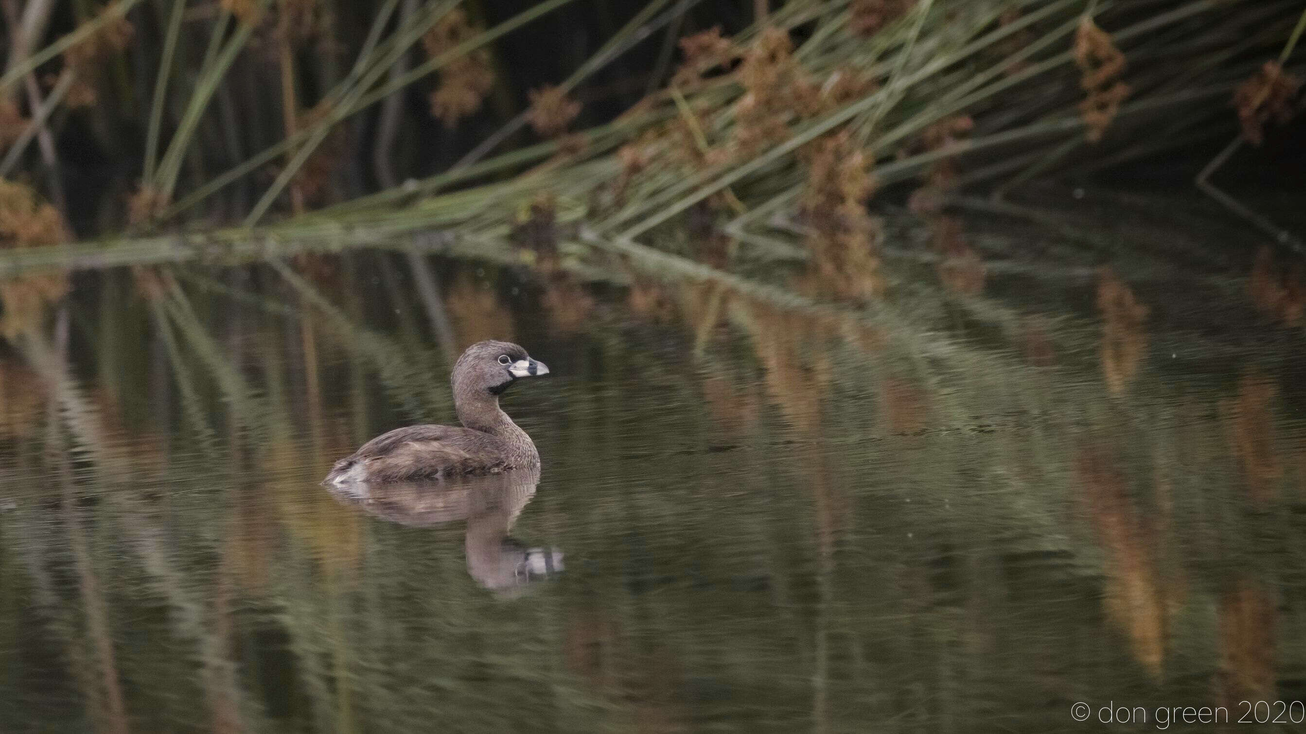 Image of Pied-billed Grebe