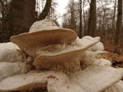 Image of Trametes gibbosa (Pers.) Fr. 1838