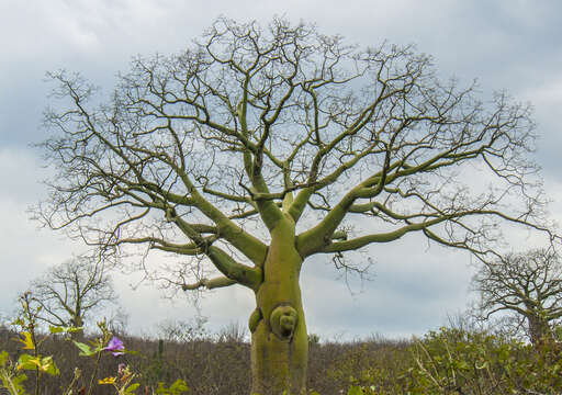 Image of ceiba