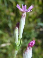 Image of Silene rubella L.