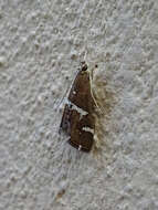 Image of Beet webworm moth