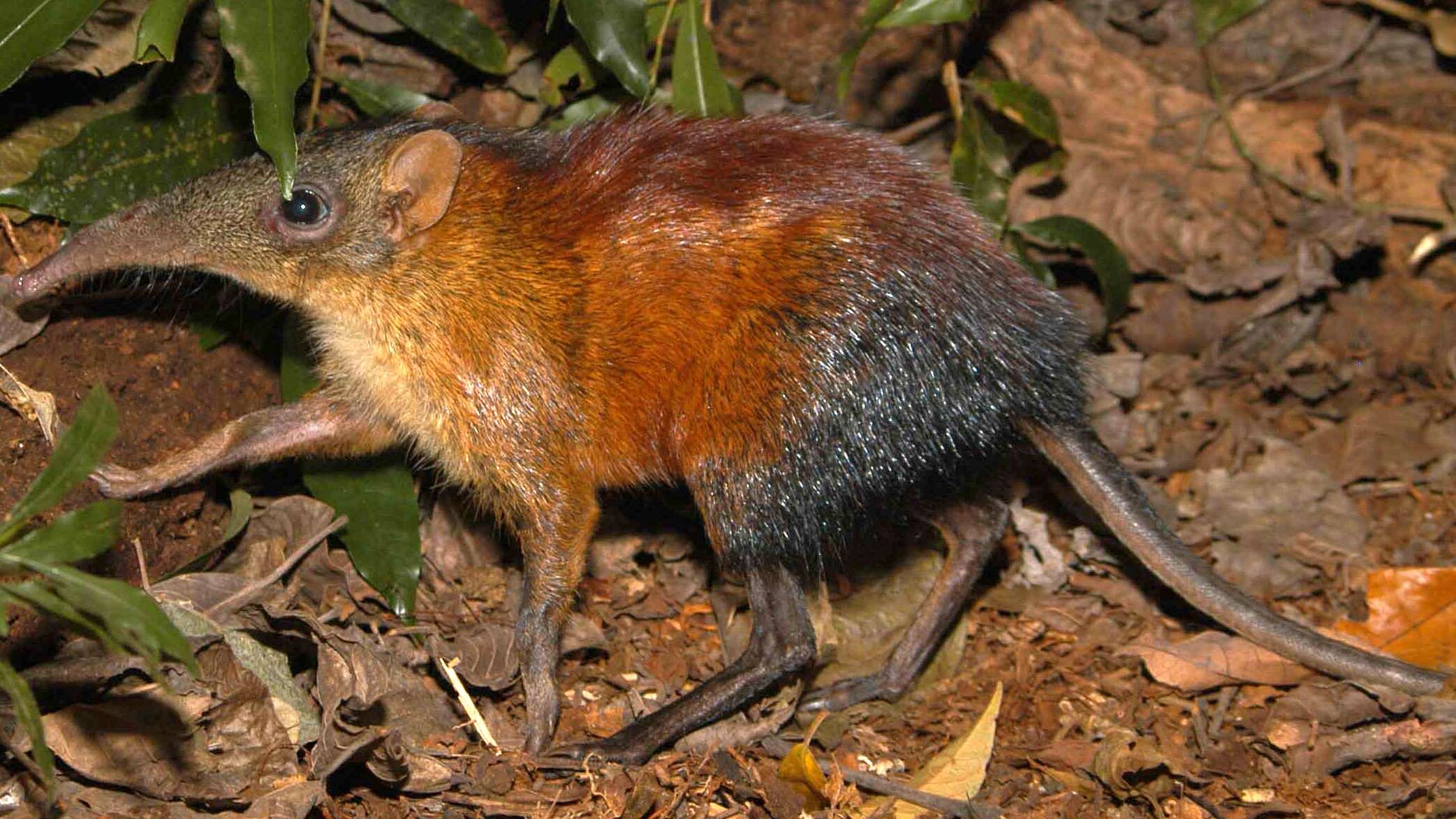 Image of Checkered Elephant Shrews