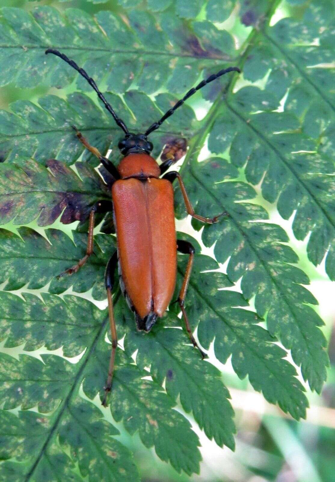 Image of Stictoleptura (Aredolpona) rubra (Linné 1758)