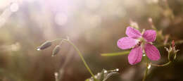 Imagem de Geranium palustre L.