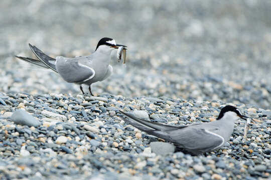 Image of Aleutian Tern