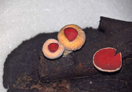 Image of Ruby elfcup