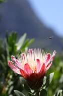 Image of Protea venusta Compton