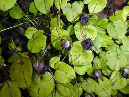 Image de Corybas iridescens Irwin & Molloy