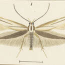 Image of Elachista sagittifera Philpott 1927