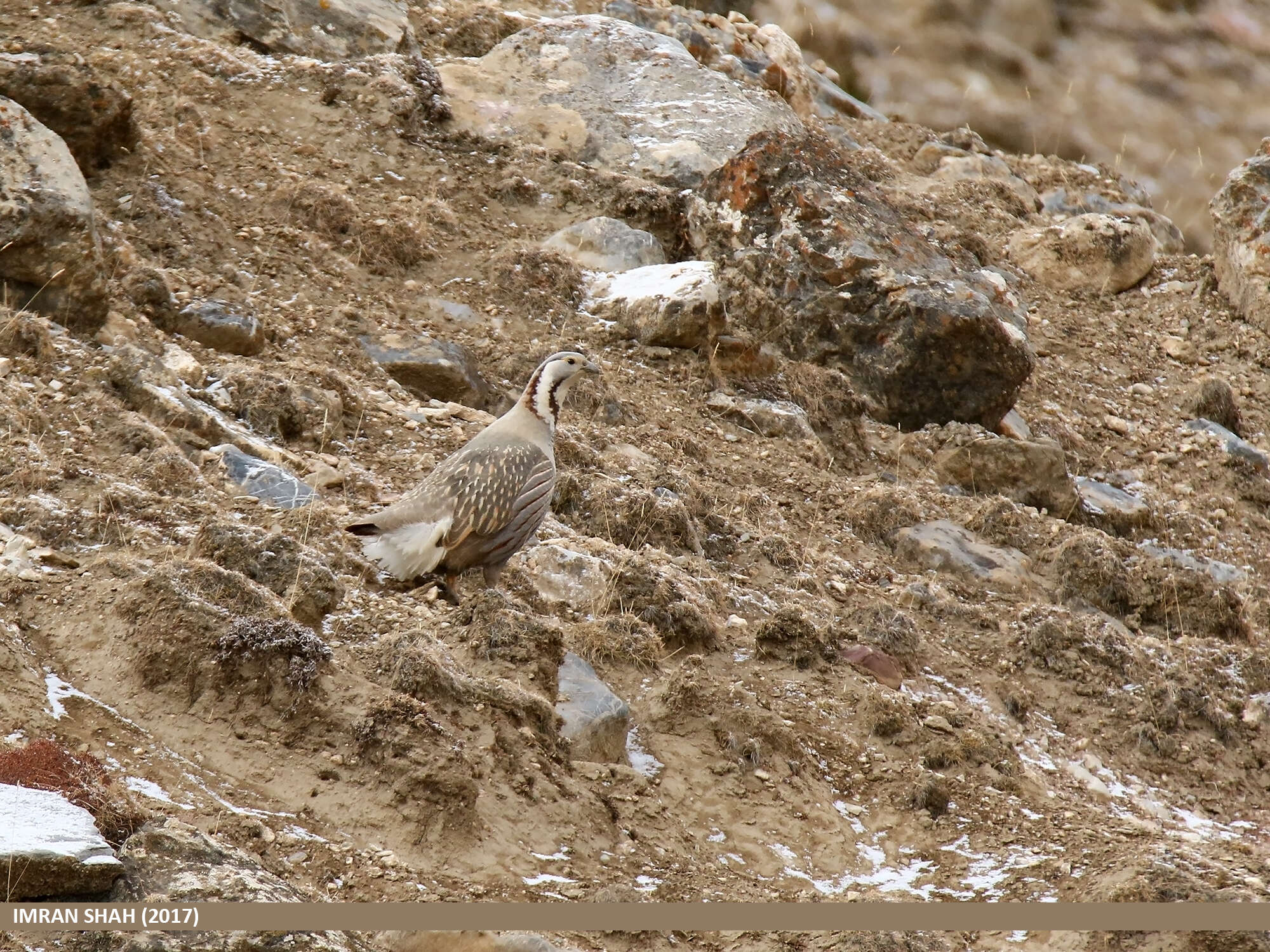 Image of Himalayan Snowcock