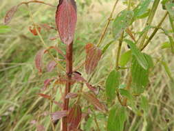 Image of spotted St. Johnswort