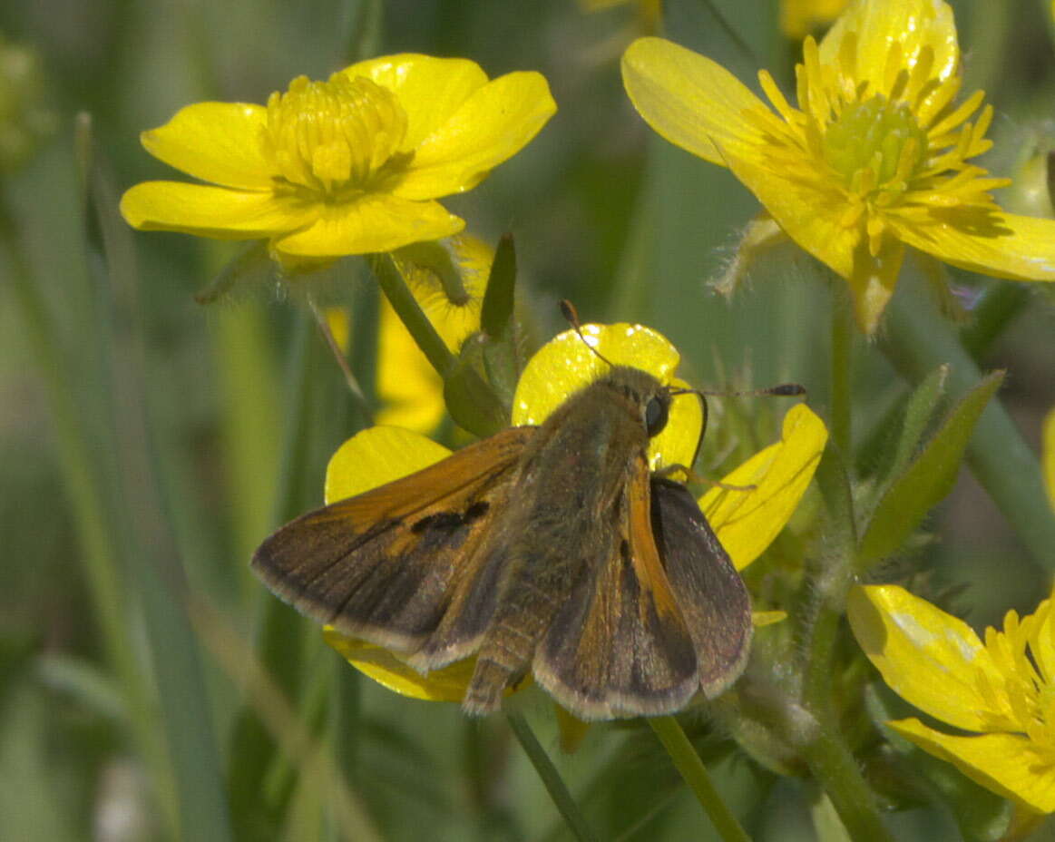 Image of Tawny-edged Skipper