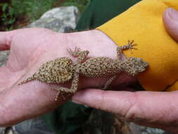 Image of Broad-tailed Gecko