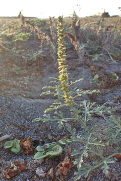 Image of silver bur ragweed