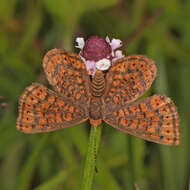 Image of Little Metalmark