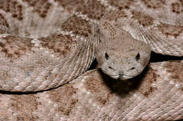 Image of Western Diamond-backed Rattlesnake