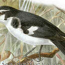 Image of Black-sided Robin