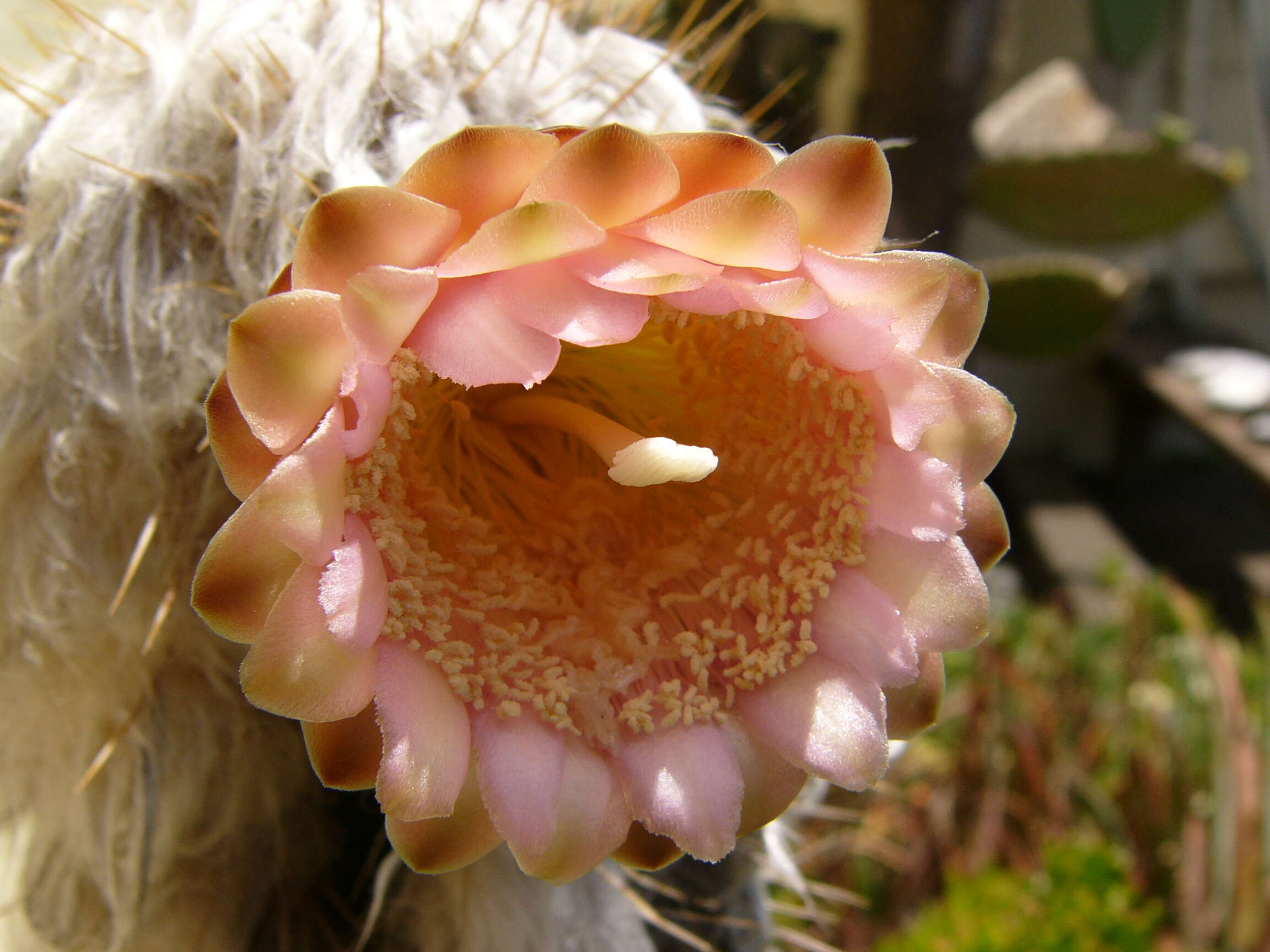 Image of Pilosocereus leucocephalus (Poselg.) Byles & G. D. Rowley