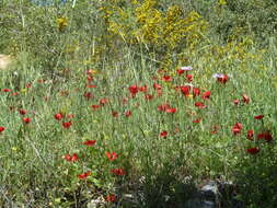 Image of Ranunculus asiaticus