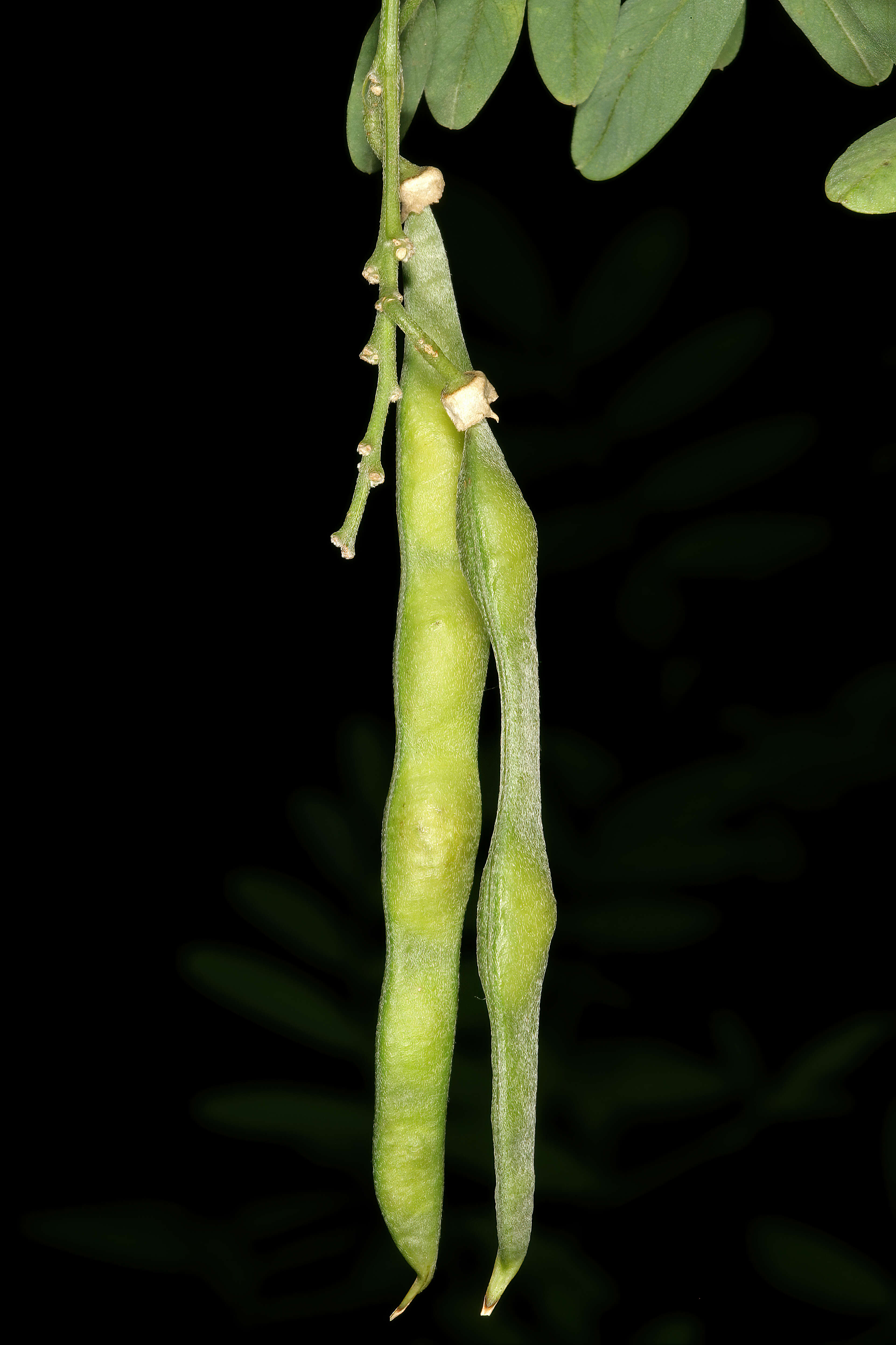 Image of Tephrosia pondoensis