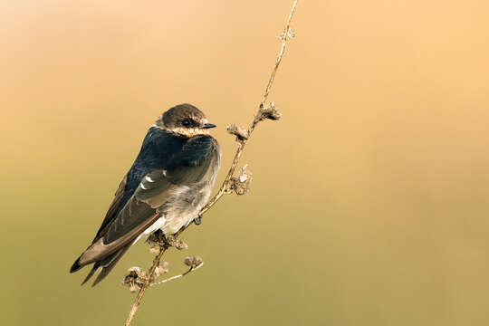 Petrochelidon nigricans (Vieillot 1817) resmi