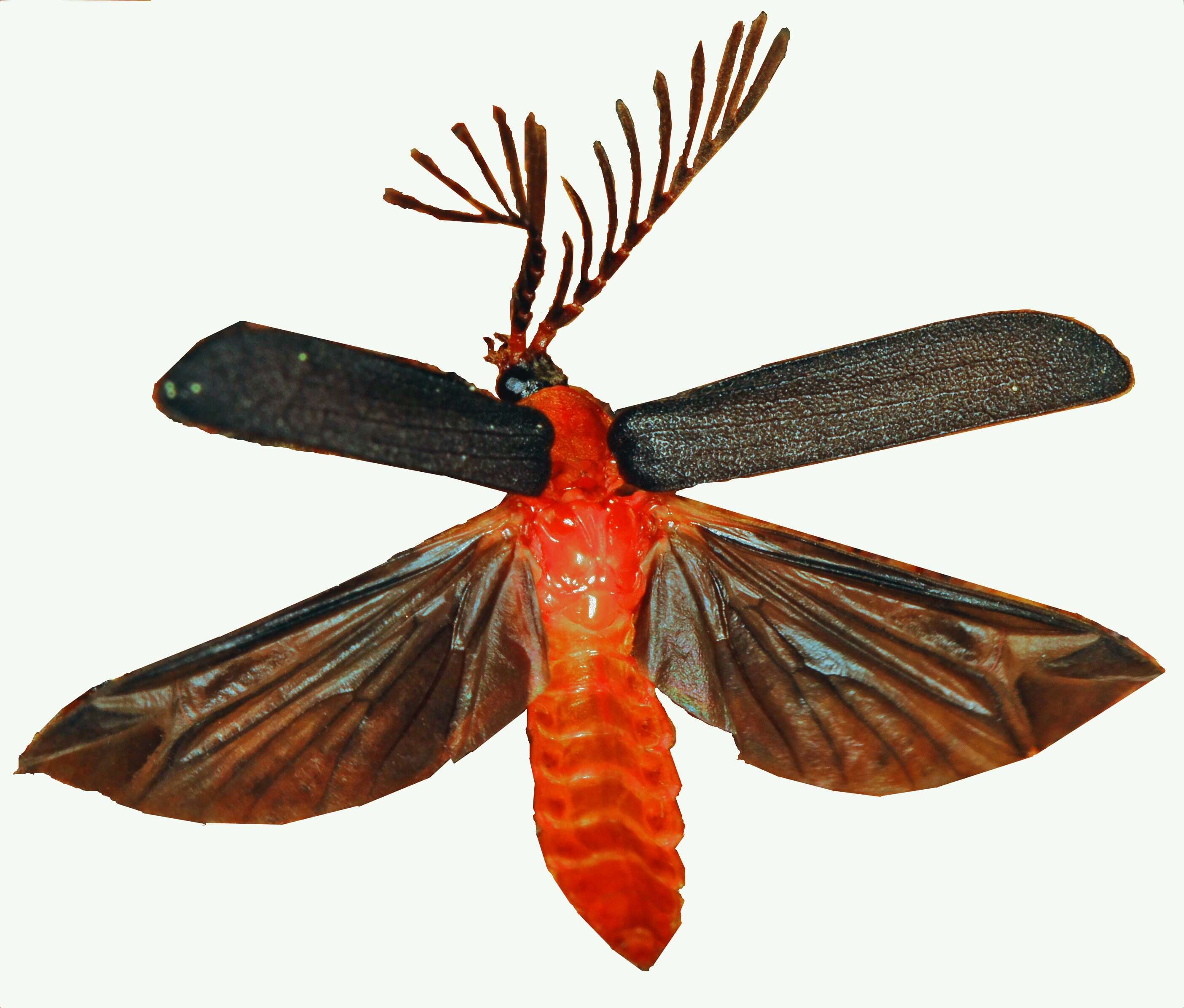 Image of Pterotus obscuripennis Le Conte 1859