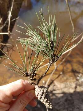 Imagem de Pinus glabra Walter