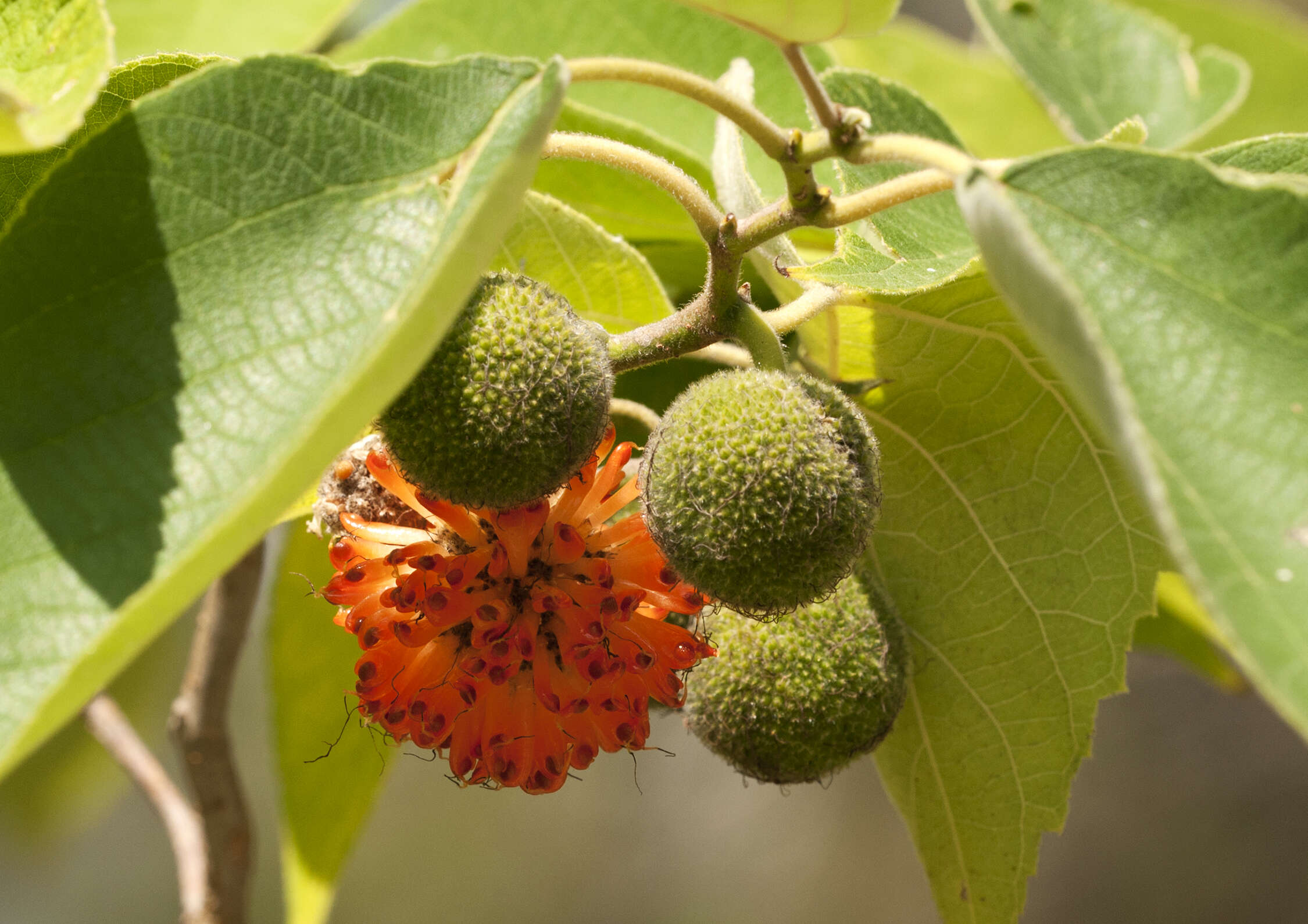 Image of paper mulberry