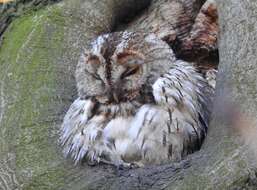 Image of Tawny Owl