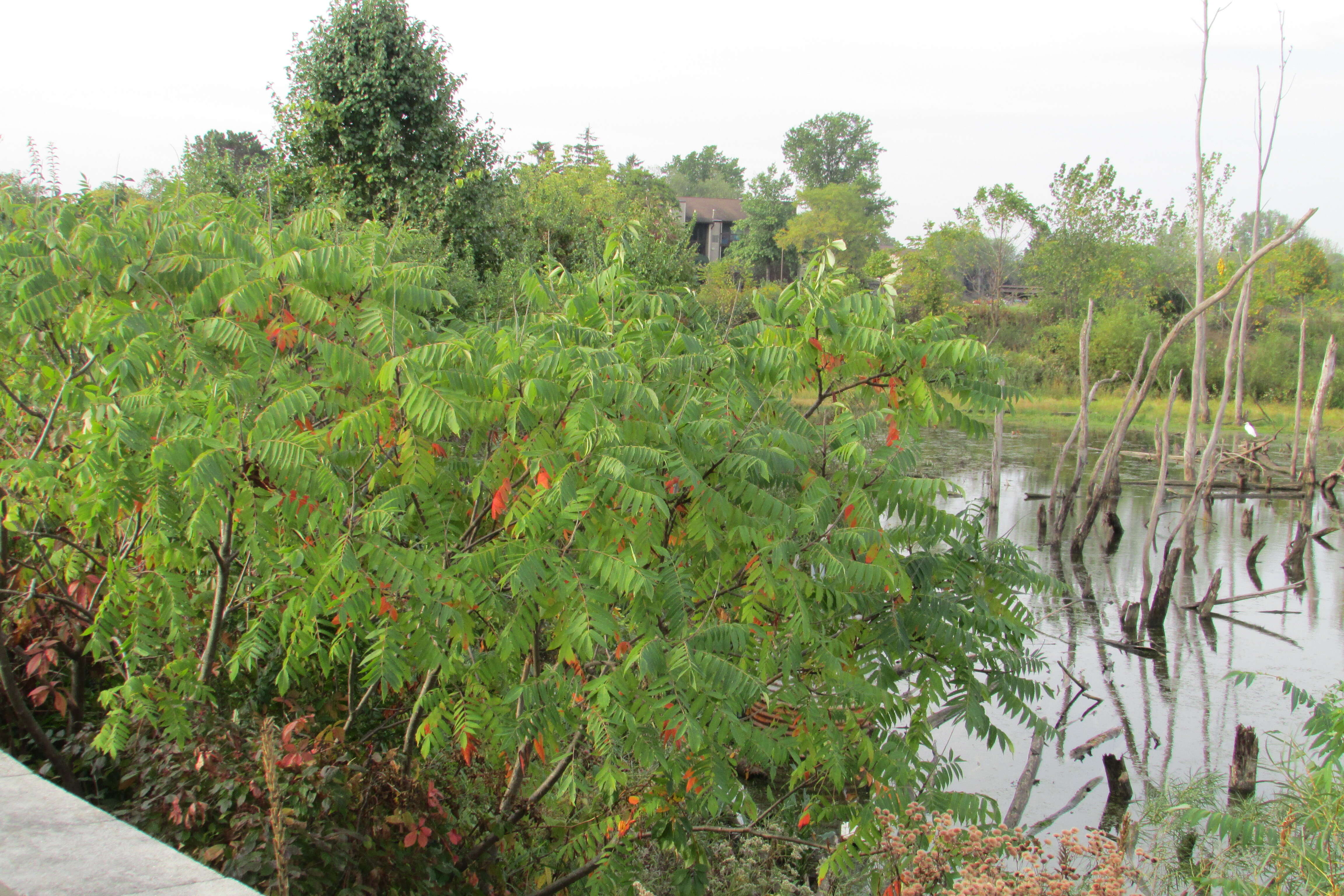 Image of staghorn sumac