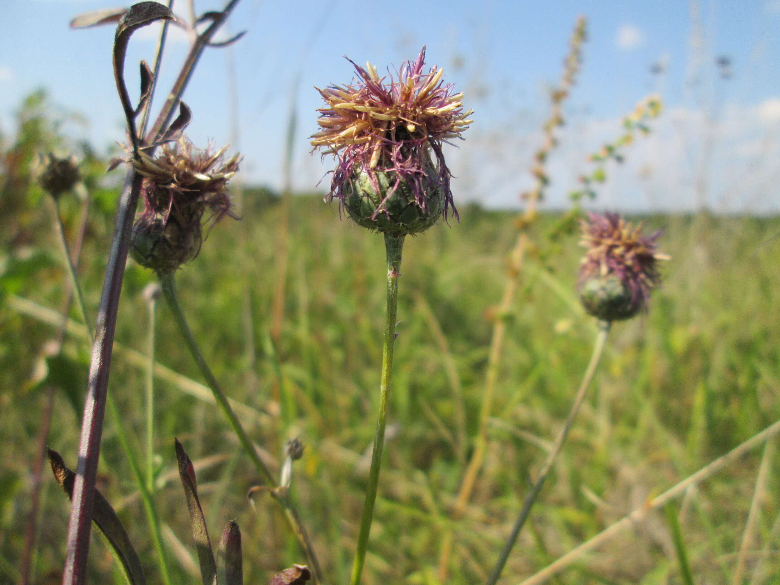 Centaurea scabiosa L. resmi