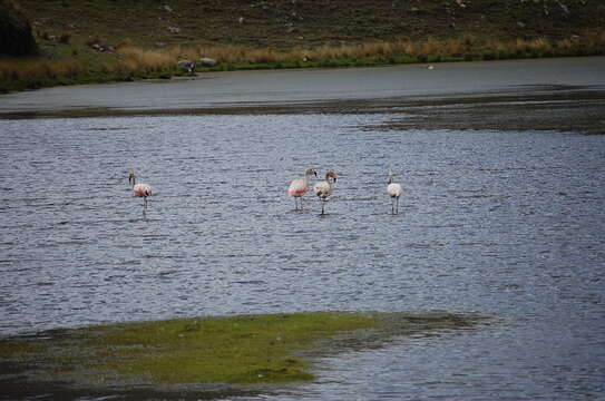 Imagem de Phoenicopterus chilensis Molina 1782