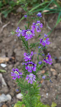 Image of poorman's orchid