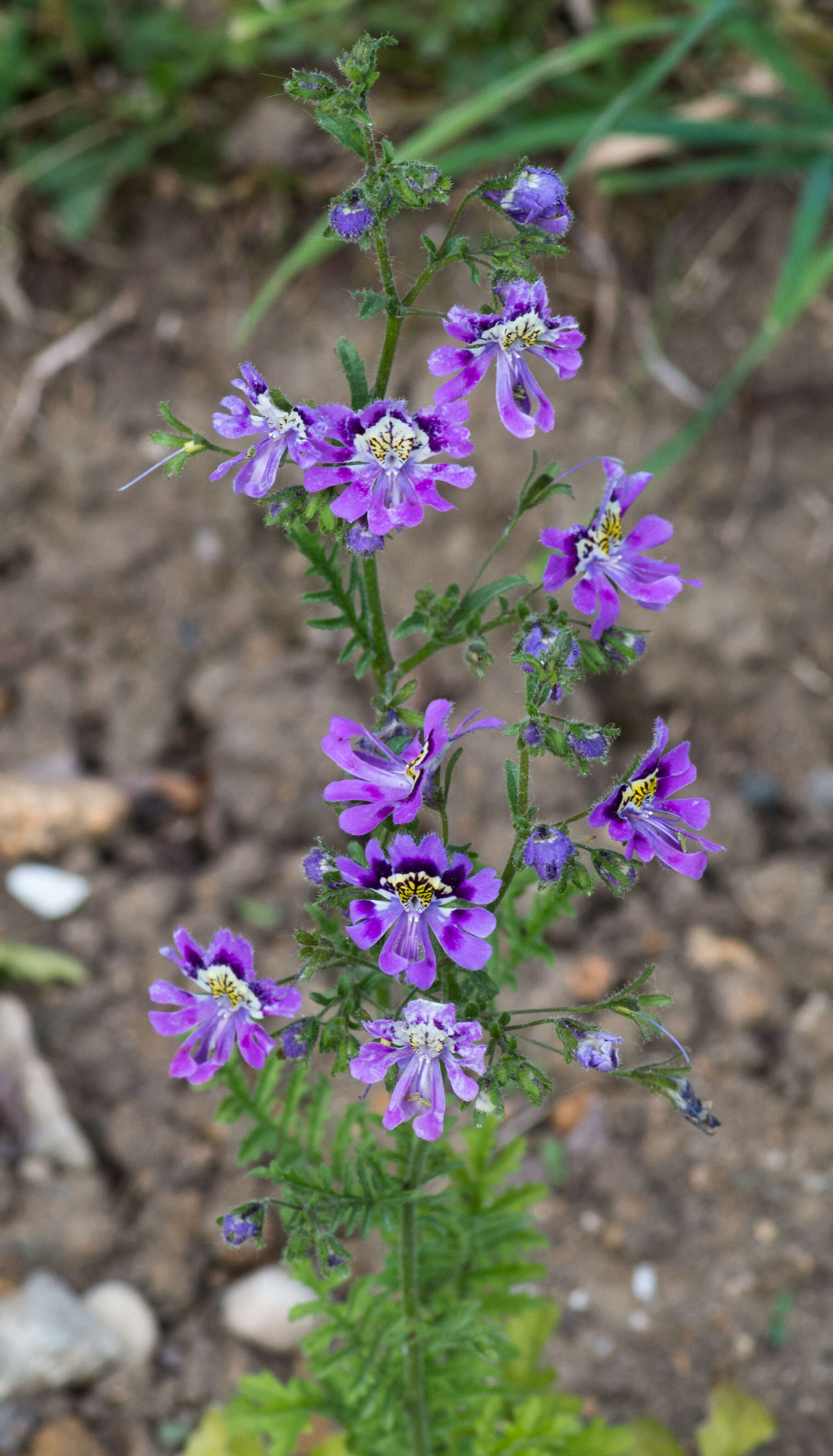 Imagem de Schizanthus pinnatus Ruiz & Pavón