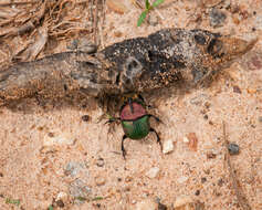 Image of Rainbow Scarab