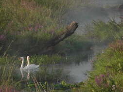 Image of Mute Swan