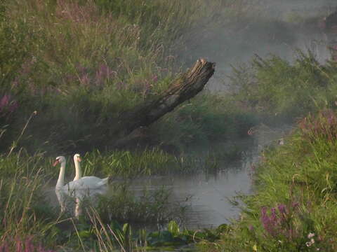 Image of Mute Swan