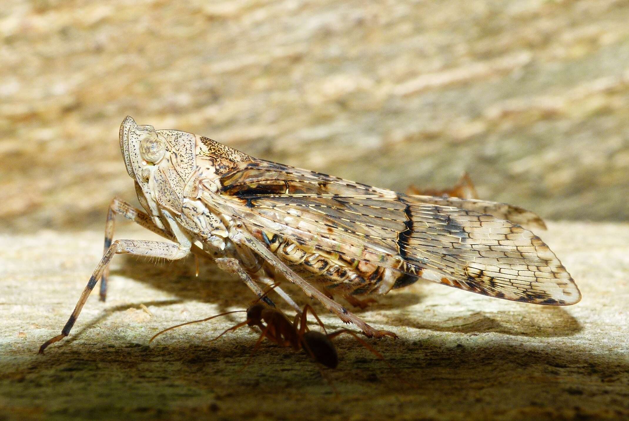 Image of Dichoptera