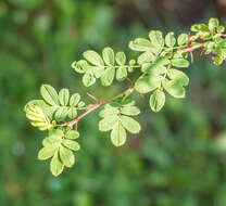 Image of Rosa sericea Lindl.