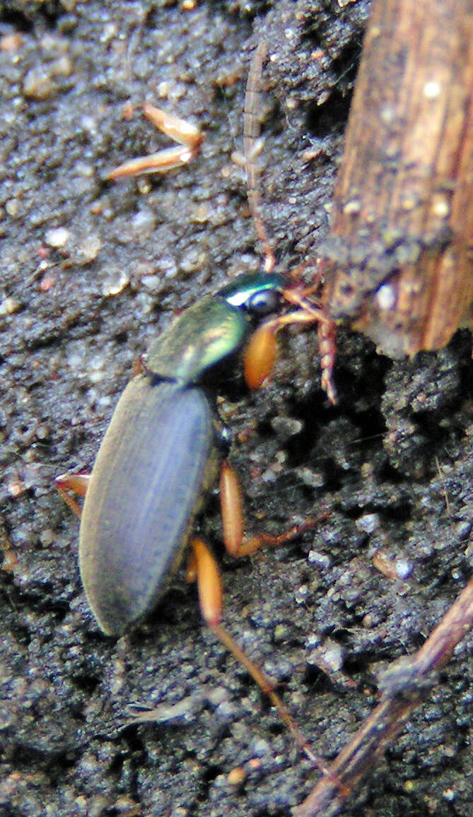 Image of Chlaenius (Chlaenius) sericeus (Forster 1771)