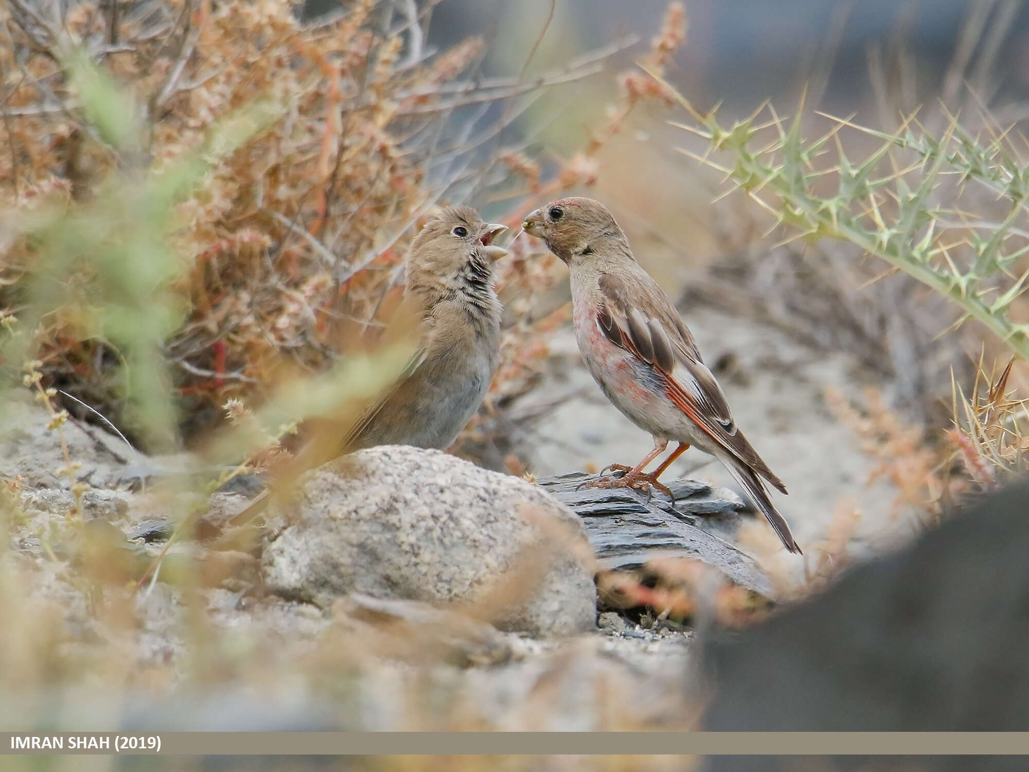 Image of Mongolian Finch